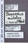 Etiketten zu Propsephus fulgidus (NHMW-ZOO-COL-0010226)